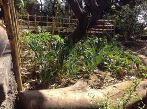 onsite organic garden
